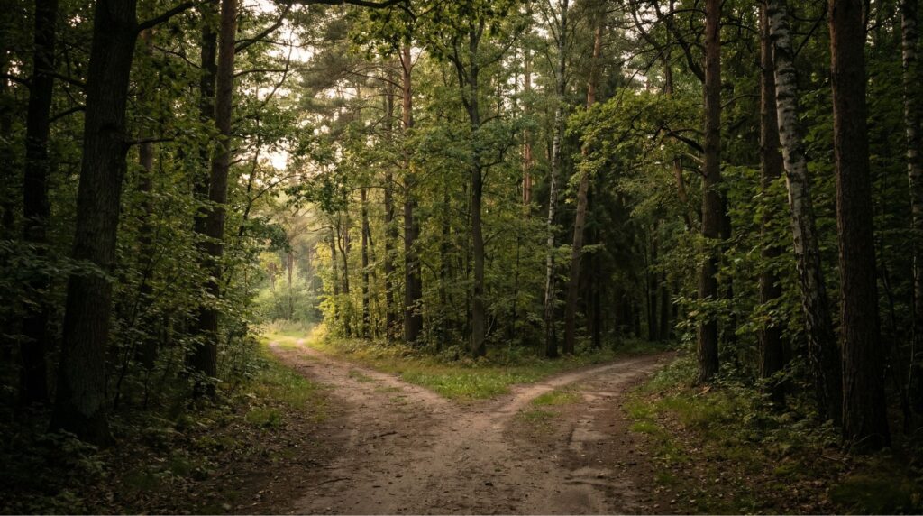 Dwie drogi rozchodzące się w lesie lub przestrzeni, metafora wyboru i skrajności, nastrojowe naturalne światło